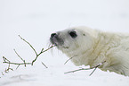 young grey seal