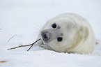 young grey seal