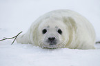 young grey seal