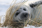 young grey seal