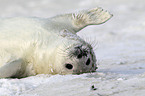 young grey seal