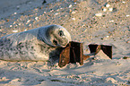 young grey seal