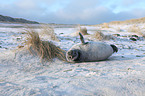 young grey seal