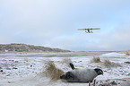 young grey seal