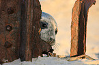 young grey seal