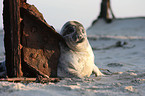 young grey seal