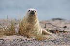 young grey seal