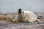 young grey seal