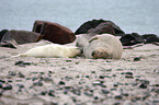 grey seals