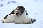 grey seals