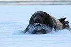 grey seal