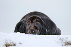 grey seal