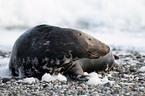 grey seal