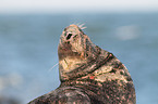 grey seal