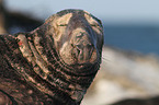 grey seal