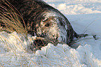 grey seal