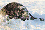 grey seal