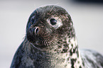 grey seal