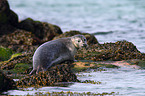 grey seal