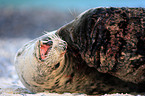 pairing grey seals