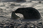 grey seals