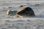 grey seals