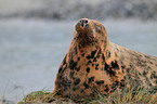 grey seal