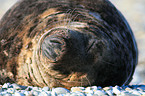 male grey seal