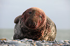 male grey seal