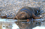 male grey seal