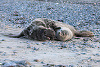 grey seal and common harbor seal