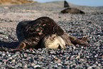 grey seal and common harbor seal