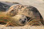 grey seals