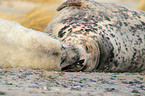 grey seals