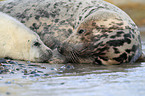 grey seals