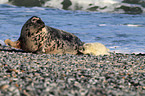 grey seals