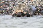 grey seal