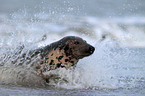 grey seal