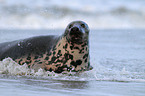 grey seal