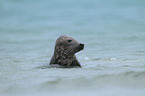 grey seal