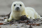 grey seal