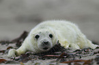 grey seal