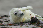 grey seal