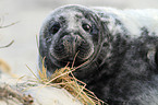 grey seal