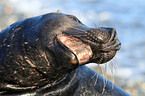 grey seal