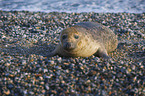 grey seal