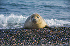 grey seal