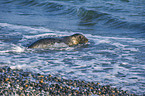 grey seal