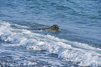 grey seal