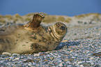 grey seal